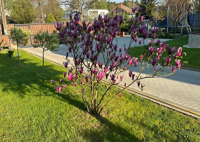 Bor, Villa, Sosto