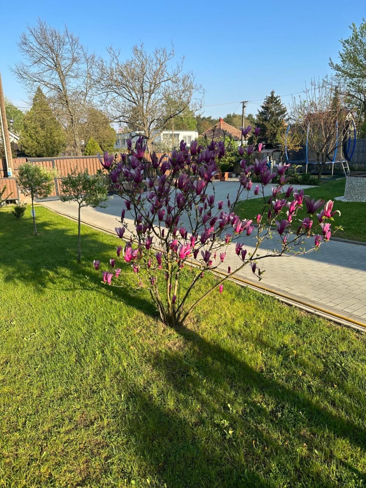 Bor, Villa, Sosto Nyíregyháza